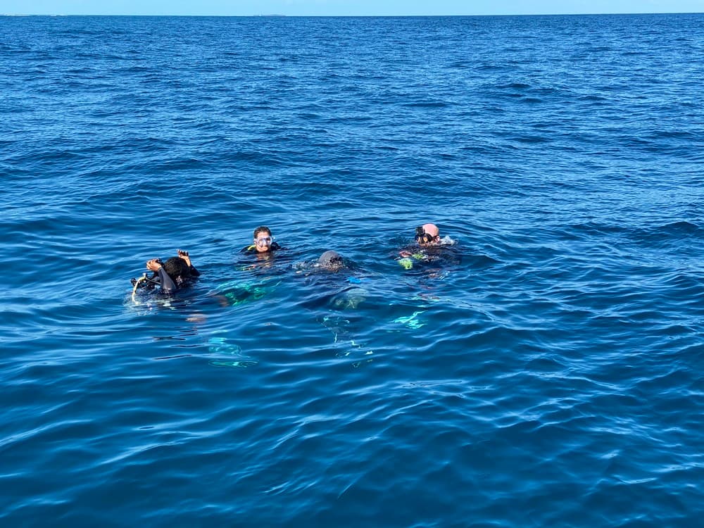 Four scuba divers are floating in clear blue water.