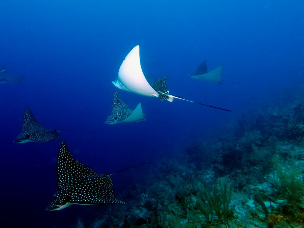 A group of spotted rays swimming in deep blue water.
