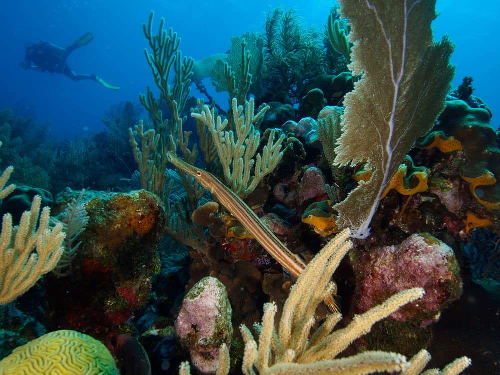A long, slender fish swims among colorful coral and underwater plants, with divers in the background.